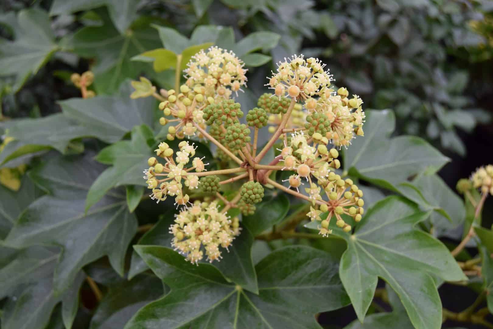 Fatsia japonica